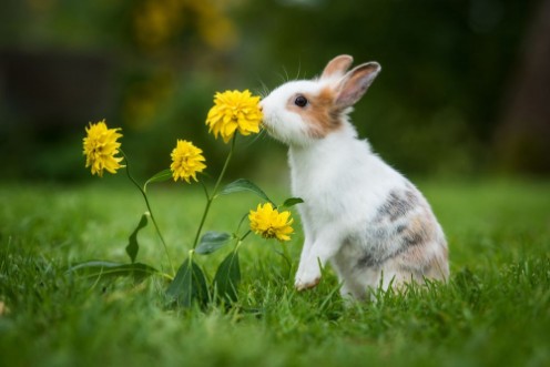 Afbeeldingen van Little rabbit in the garden