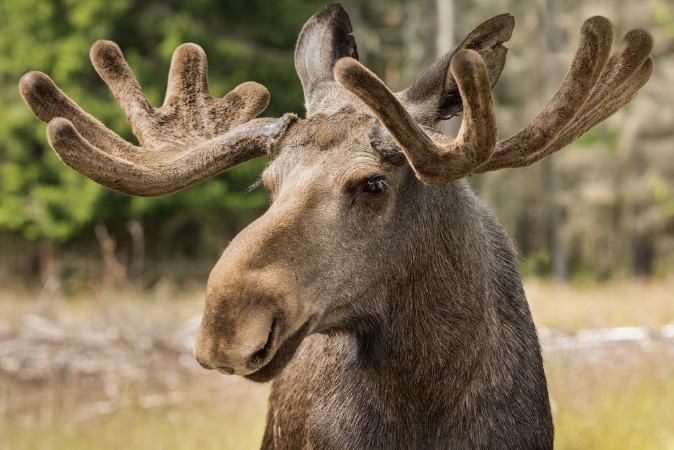 Picture of Moose buck