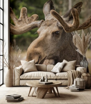 Picture of Moose buck