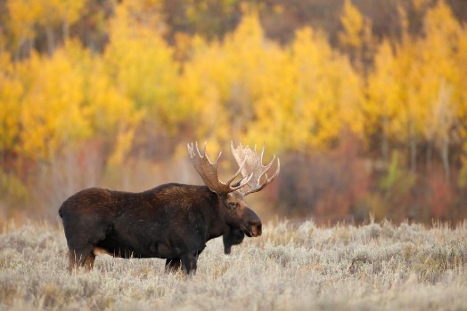 Picture of Bull Moose