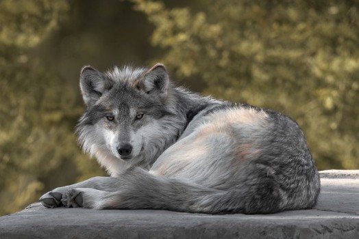 Bild på Resting wolf