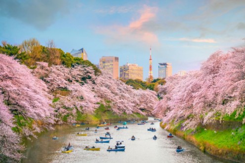 Afbeeldingen van Tokyo during sakura season