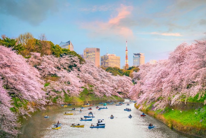 Picture of Tokyo during sakura season