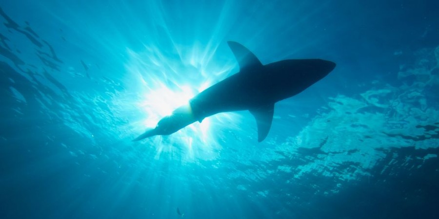 Afbeeldingen van Great White Shark