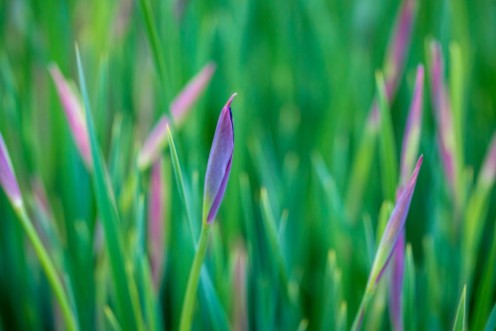 Image de Ornamental grass I