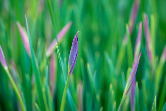 Bild på Ornamental grass I