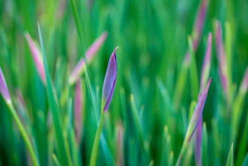 Ornamental grass I photowallpaper Scandiwall