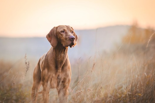 Picture of Dog in autumn