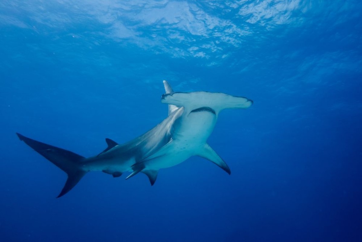 Bild på hammerhead shark
