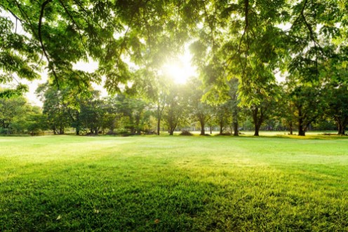 Green grass field photowallpaper Scandiwall