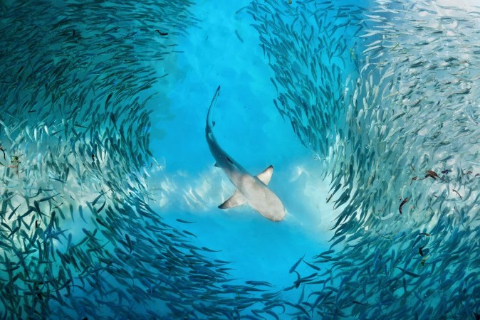 Shark and small fishes in ocean photowallpaper Scandiwall