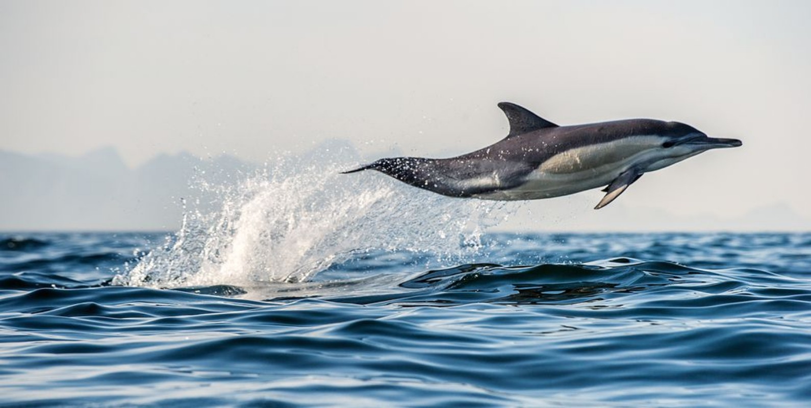 Picture of Flying through