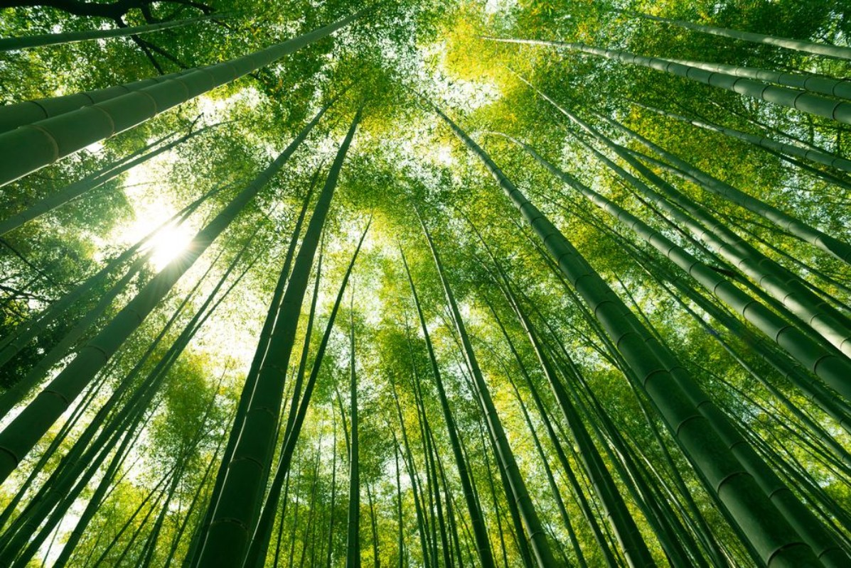 Afbeeldingen van Arashiyama bamboo forest in Kyoto Japan