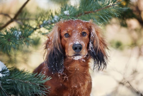 Bild på Dog in the winter