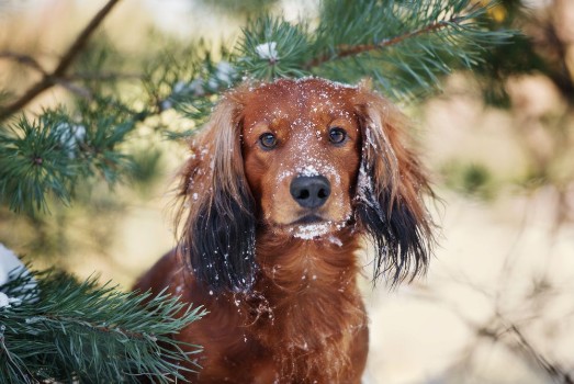 Picture of Dog in the winter