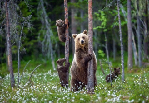 She-bear and cubs photowallpaper Scandiwall