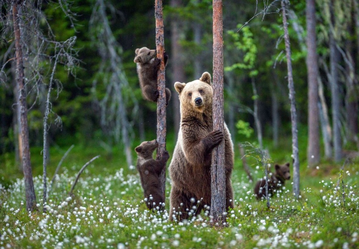 Imagen de She-bear and cubs