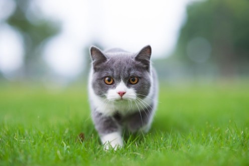 Bild på British short-haired cat