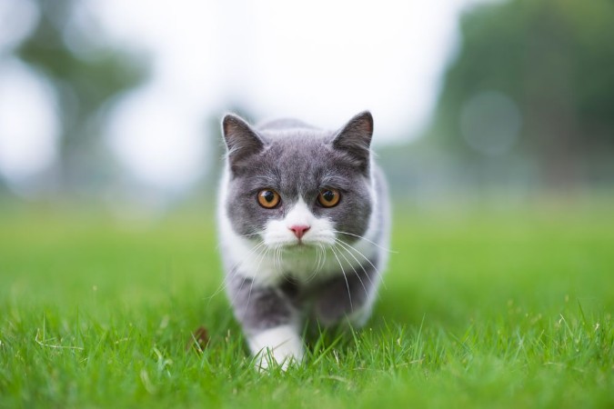 Picture of British short-haired cat