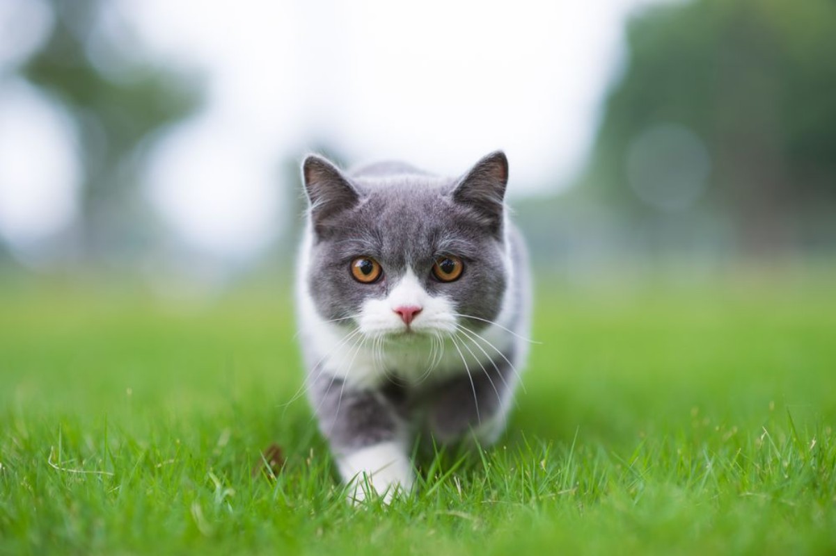 Afbeeldingen van British short-haired cat