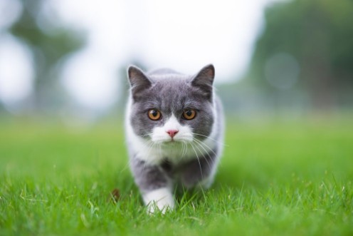 British short-haired cat photowallpaper Scandiwall