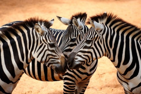 Afbeeldingen van Three Zebras