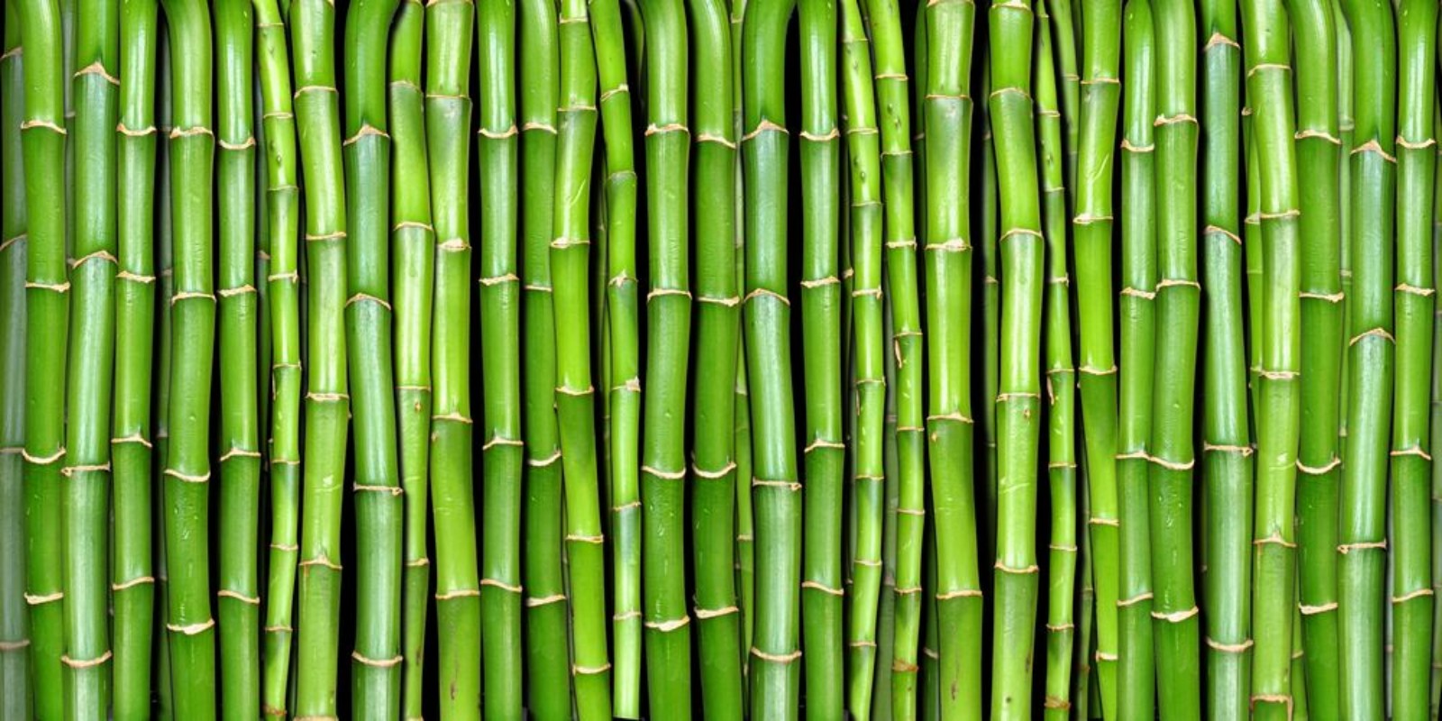 Afbeeldingen van Bamboo forest pattern II
