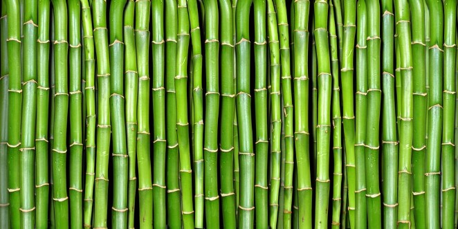 Bamboo forest pattern II photowallpaper Scandiwall