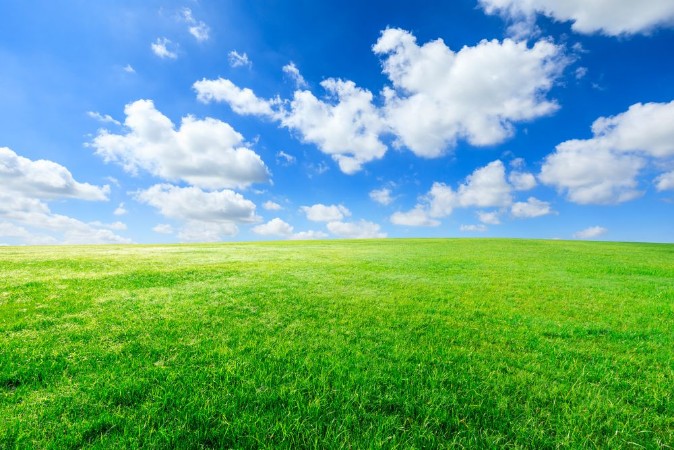 Bild på Green grass and blue sky