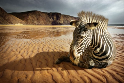 Picture of Beach Zebra