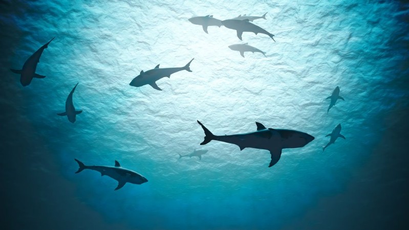 Afbeeldingen van Silhouettes of sharks