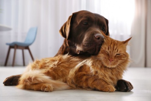 Image de Cat and dog together on floor indoors