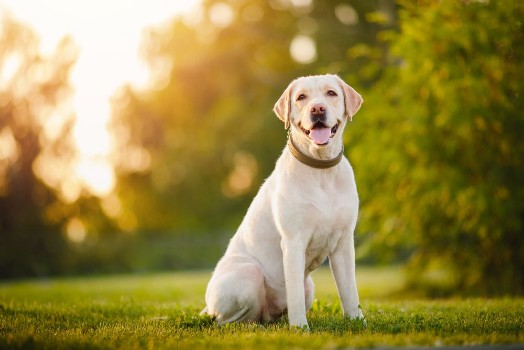 Picture of Dog in the forest