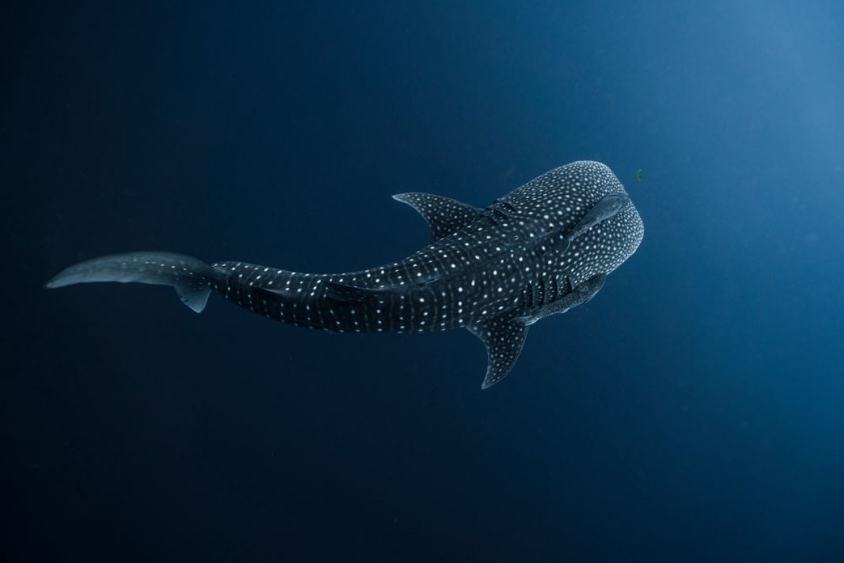 Picture of Whale Shark