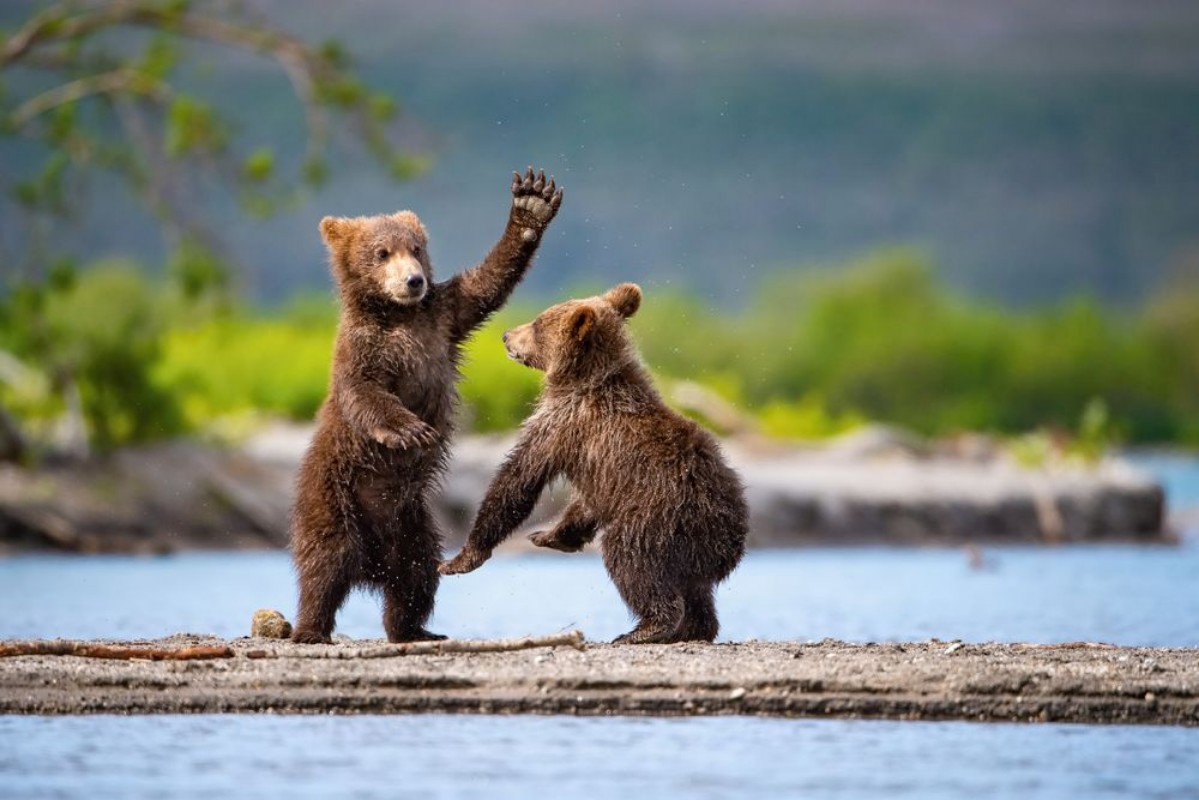 Afbeeldingen van Play-fight