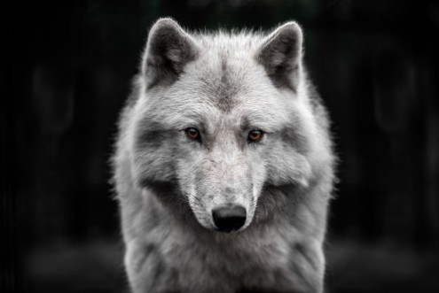 Afbeeldingen van Polar wolf