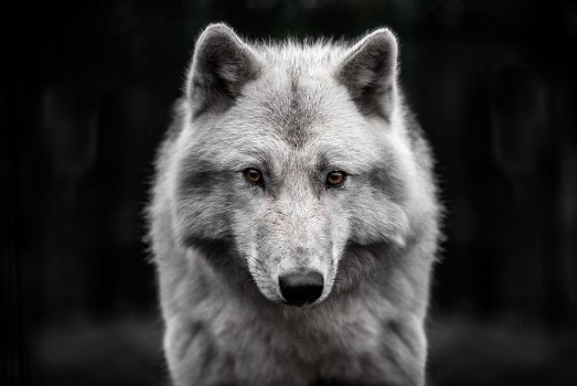 Bild på Polar wolf