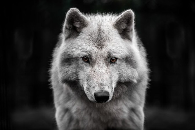 Polar wolf photowallpaper Scandiwall