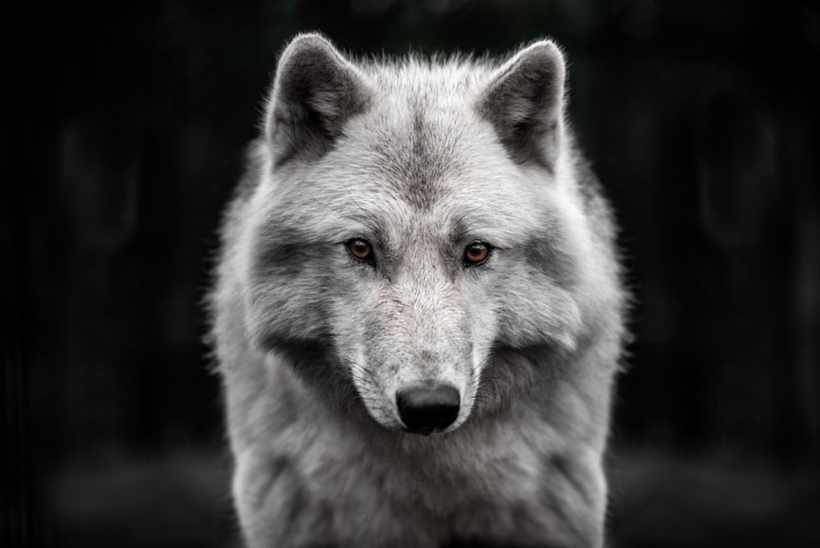 Bild von Polar wolf