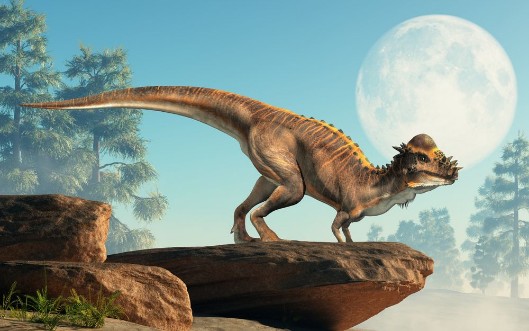 Afbeeldingen van Pachycephalosaurus