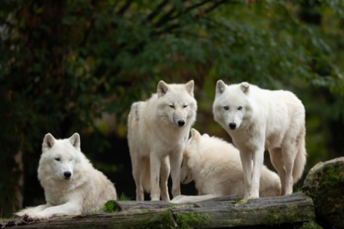 Afbeeldingen van White wolf in the forest during the autumn