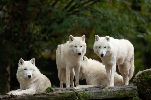 Picture of White wolf in the forest during the autumn