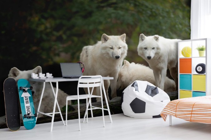 Bild på White wolf in the forest during the autumn