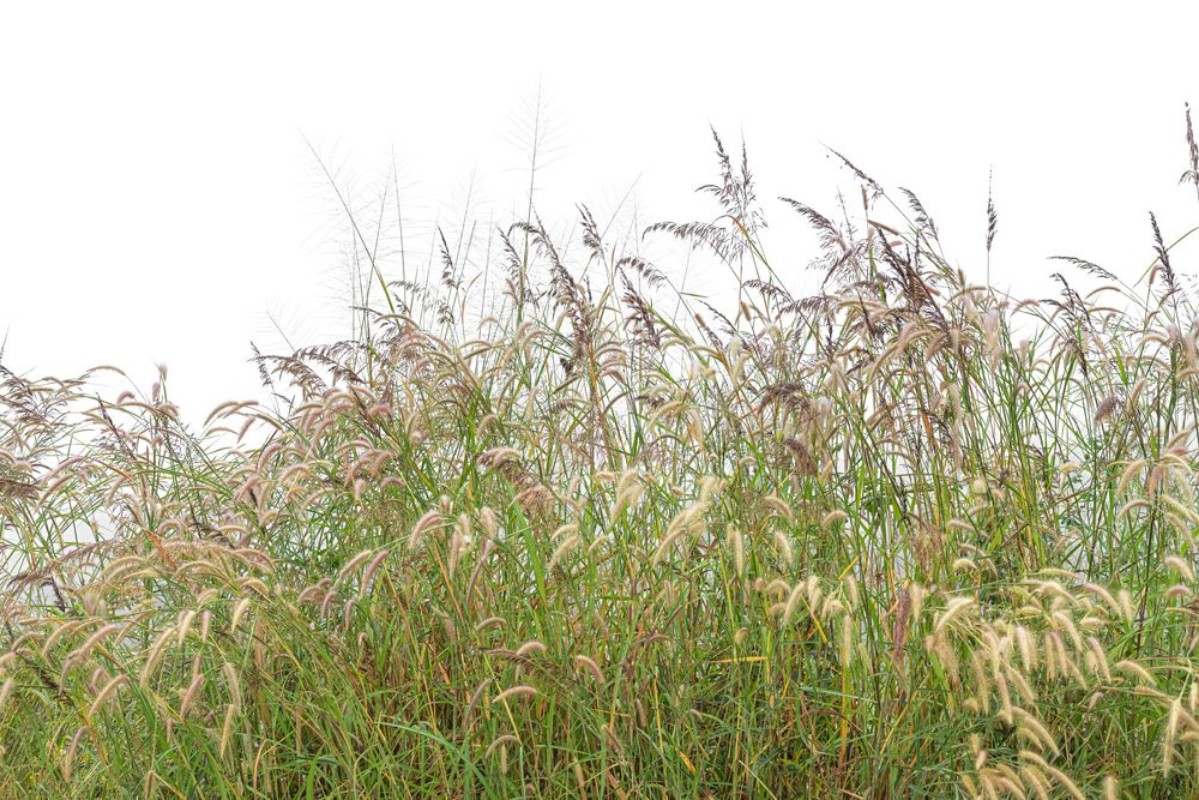 Obrazek Grasses III