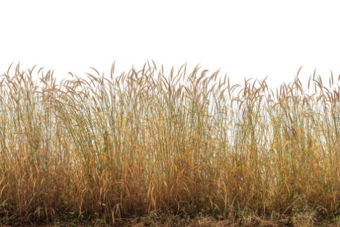 Grasses I photowallpaper Scandiwall