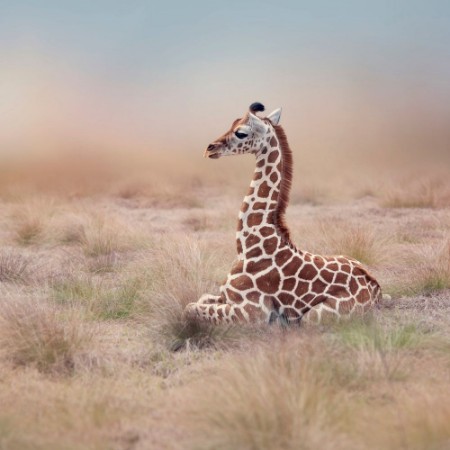 Young Giraffe resting photowallpaper Scandiwall