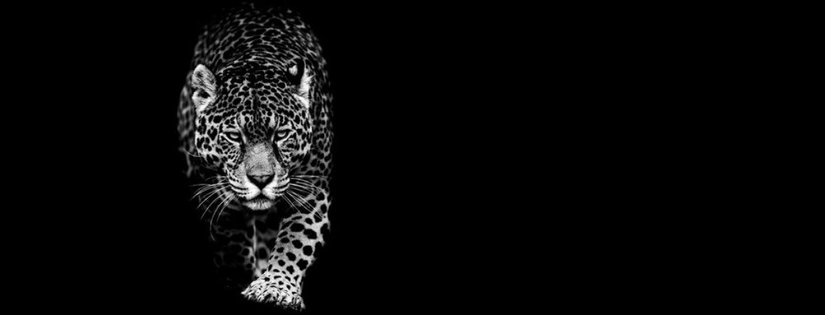 Bild på Jaguar With A Black Background