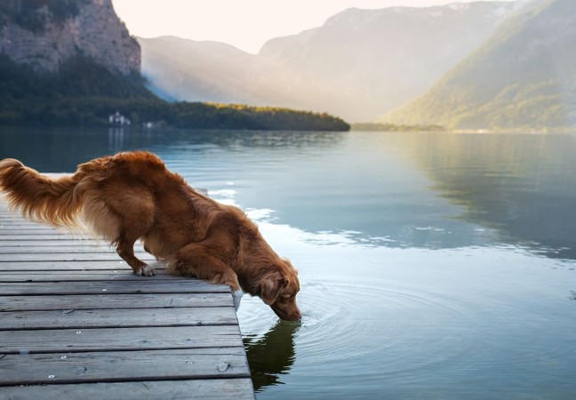 Picture of A dog on a journey