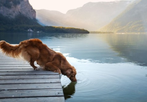 A dog on a journey photowallpaper Scandiwall