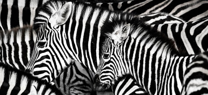 Afbeeldingen van Hide of zebra